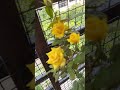 Yellow Roses at Home