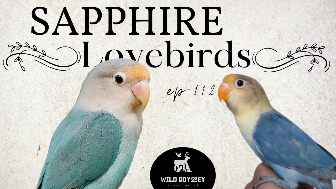 Sapphire Lovebird English Series Part 1 | 