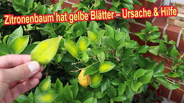 Welche Bäume haben gelbe Blätter im Herbst?