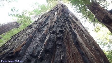 Big Tree Area