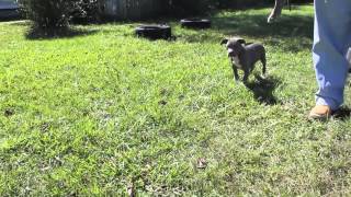 Zullou's Suge Knight x Mugleston's Blue Izzy pups