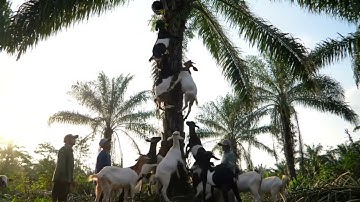 Goats Picking Palm Fruits on Their Own 🍈Goats in Action: Climbing Palm Trees for Delicious Fruits!