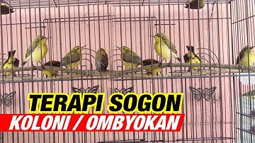 TERAPI SOGON KOLONI OMBYOKAN