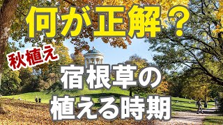 いつ植えるのがベスト？秋の宿根草