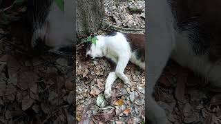 Funny cat videos #cat #funnycats #funny