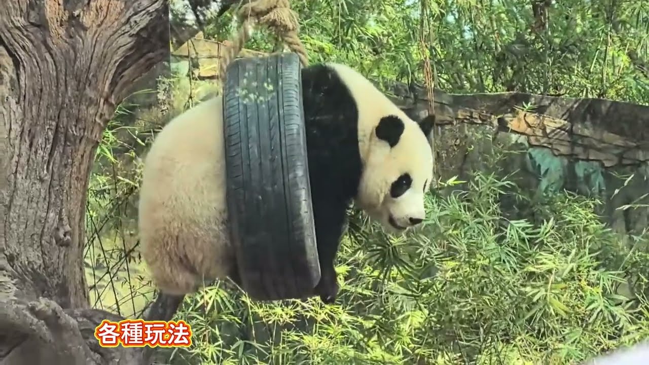 妹珠好快樂啊，自己玩轉碗，解鎖各種輪胎玩法，在外場四處探索 #panda #cutepanda #熊貓妹珠 #熊貓妹豬