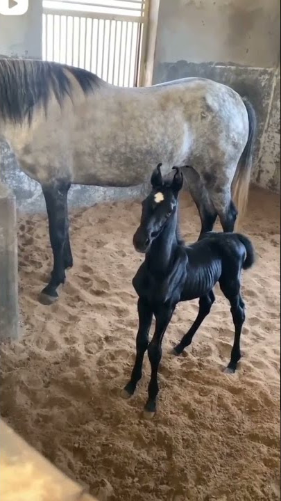 horse baby sale  ₹35000