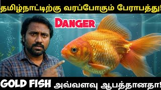 பேராபத்தாக மாறப் போகும்‌ Gold fish! தடுப்பதற்கு இதுதான் வழி! #naturelover #wildlife #fishing