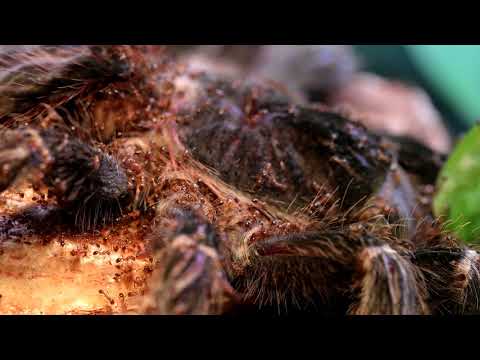 Hidden Video: Fire Ants Eating Bird Eater Tarantula - Hidden Video: Fire Ants Eating Bird Eater Tarantula