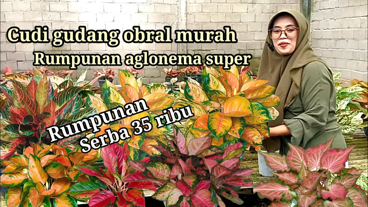 Cuci gudang aglonema rumpunan mewah serba 35 ribu buruan bosku..