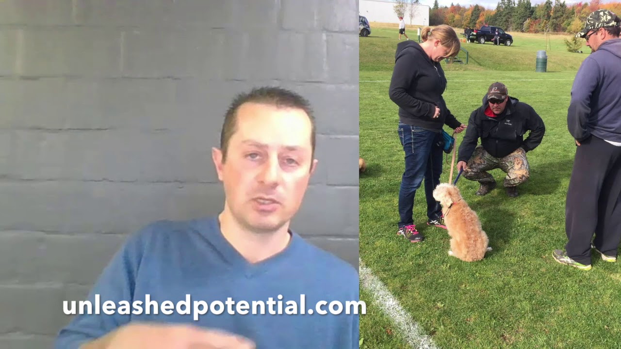 Attending Unleashed Potential K9 Academy with Duke FergusonTestimonial YouTube