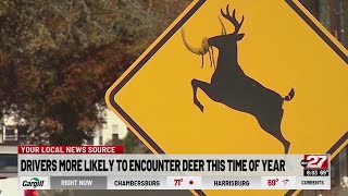 PA drivers more likely to encounter deer this time of year