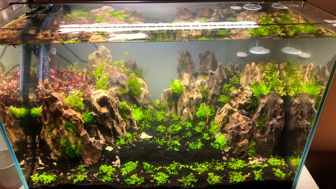Aquarium dragon stone aquascaping YouTube