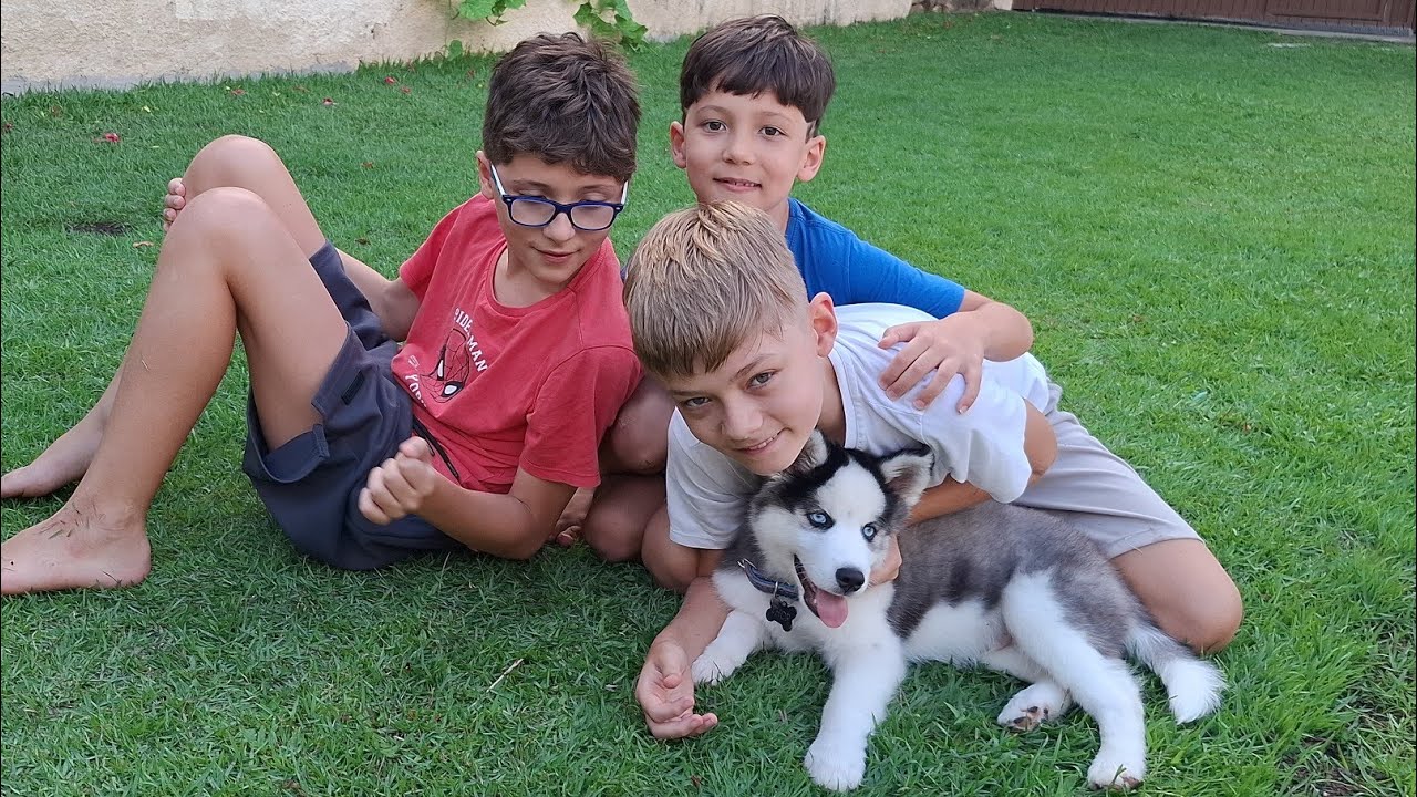 Brincando de prender meu Husky Siberiano