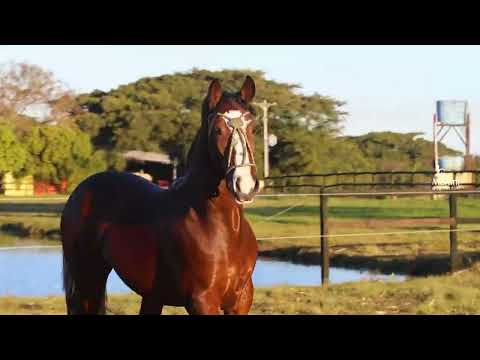 LOTE 07 PO - SJ QUATRO NAIPES