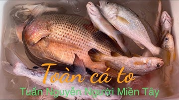 Ngày nghỉ lể ra cửa biển cần giờ câu được toàn cá to ,//Tuấn Nguyễn Người Miền Tây//...