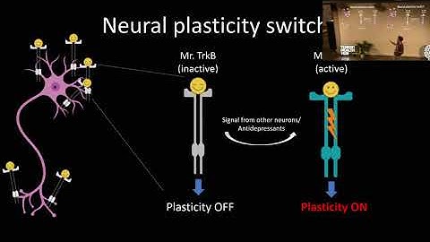 Brain Plasticity - By Giuliano Didio