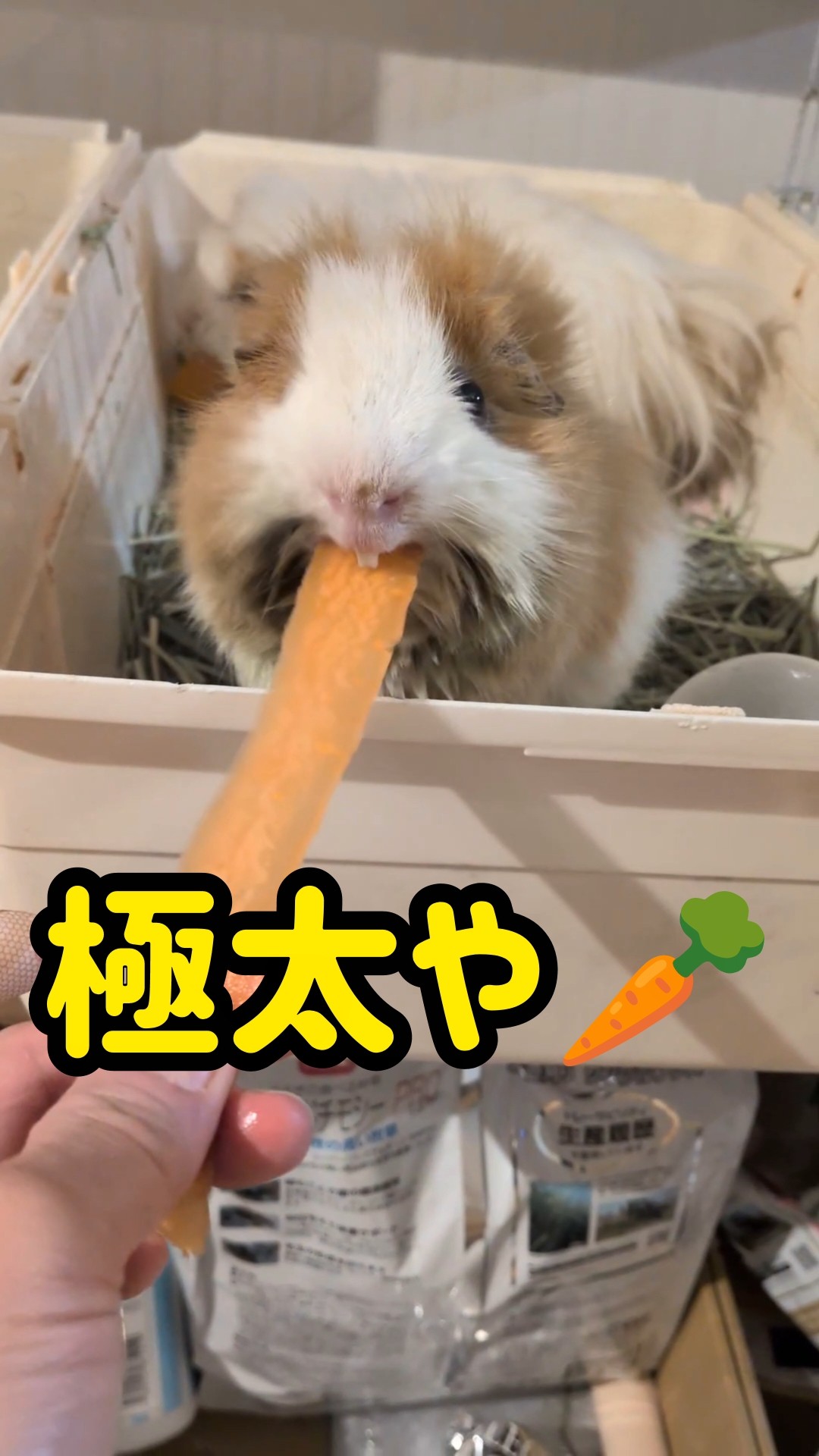 モルモットの家族 もるもるも - YouTube