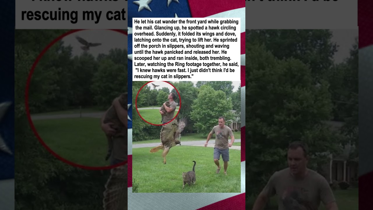 Man Rescues Cat From Hawk Attack