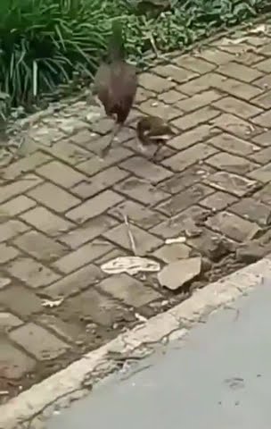 Sedih Banget Anak Ayam Mati Ketabrak #shorts #short #meme #memes