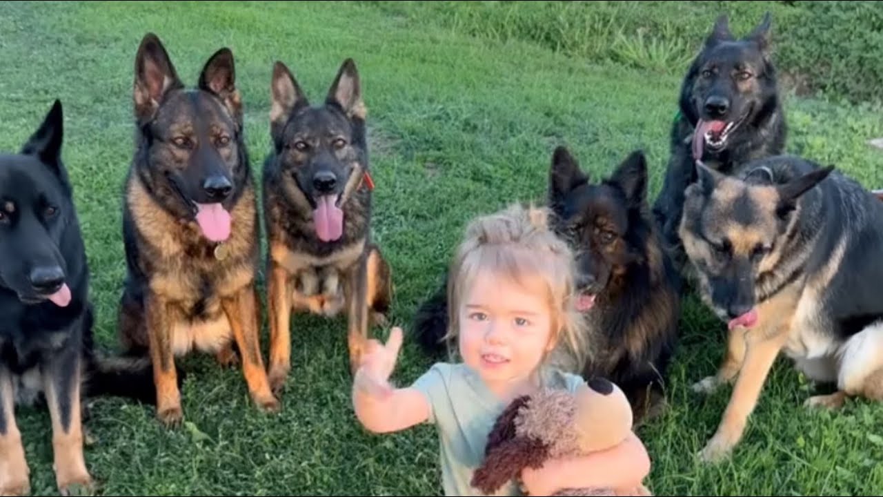 A Pack of 7 German Shepherds Adopted This Baby Girl—What They Do Every Night at 9PM