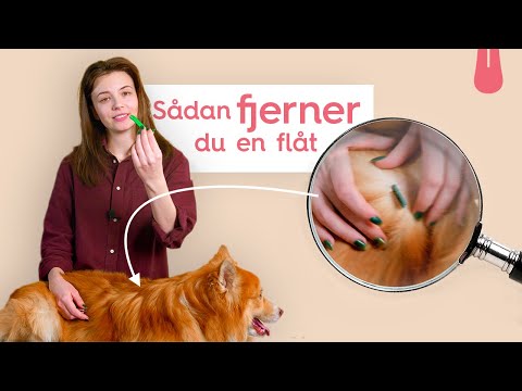 Sådan fjerner du en flåt på din hund | Vuffeli