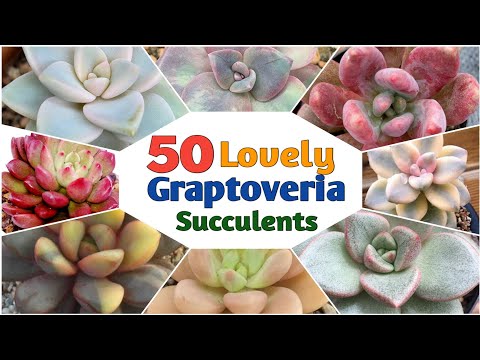 ቪዲዮ: Graptoveria Succulent ምንድን ነው - Graptoveria የእፅዋት እንክብካቤ እና መረጃ