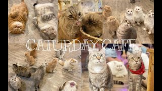 Best Cat Cafe in Bangkok, Thailand! Visiting a Cafe During Pandemic l Donna Lalabs Best Cat Cafe in Bangkok, Thailand! Visiting a Cafe During Pandemic l Donna Lalabs