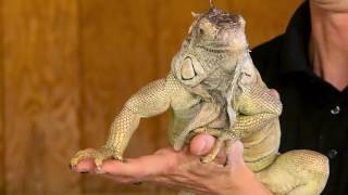 Wild About The Zoo, Episode 6 - Green Iguana