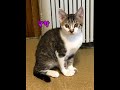 保護した子猫のときからの3年間を振り返ります|猫のマサのうちの子記念日