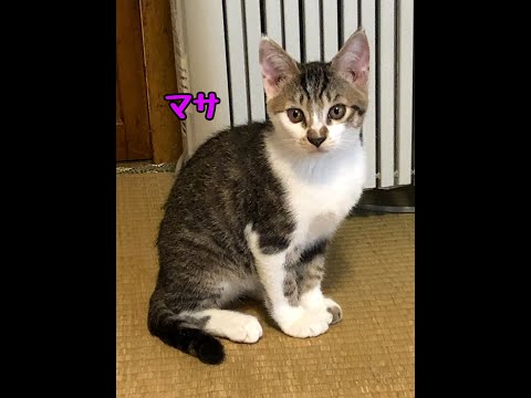マザーキャット Happy 3th Adoptaversary Masa!｜Looking back on the three years