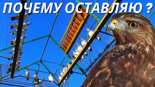 Особые голуби теперь как мишень для Хищника 🎯🦅 / pigeon pigeons