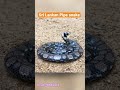 ද පත නය Sri Lankan Pipe Snake Snake Of Sri Lanka Wildlife Ceylon Ceylonese Cylinder
