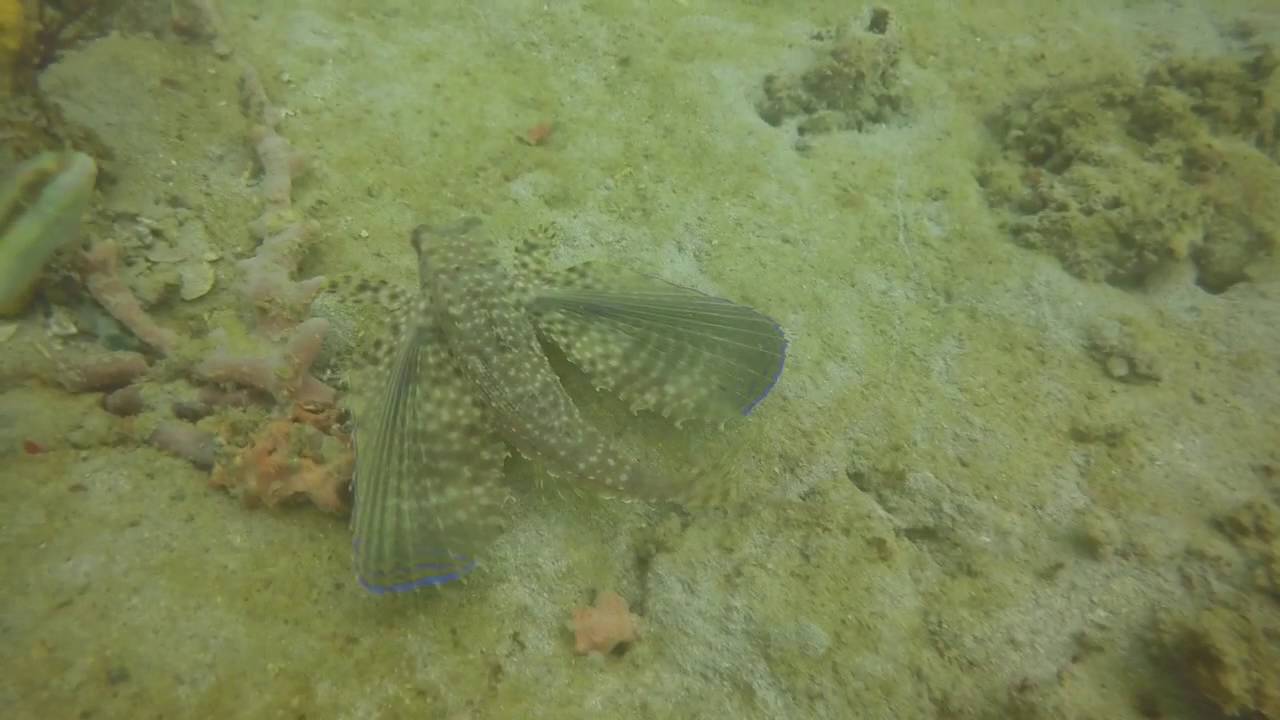 Bocas Del Toro August 2016