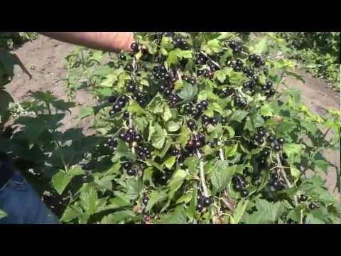 Смородина чёрная Добрыня.