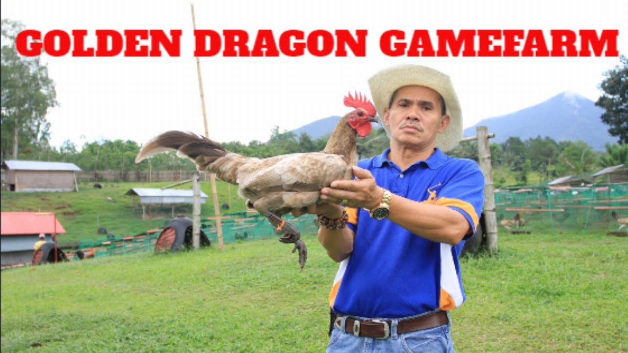 Golden Dragon Gamefarm of Antonio Burburan (Bacolod, Philippines) YouTube
