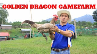 Golden Dragon Gamefarm of Antonio Burburan (Bacolod, Philippines) screenshot 4