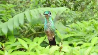 Slow-motion Hummingbirds!