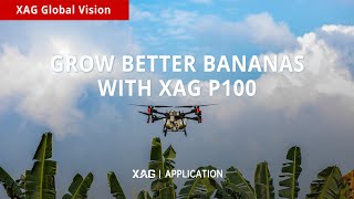 Application | How to Spray Bananas with XAG P100 Drone?