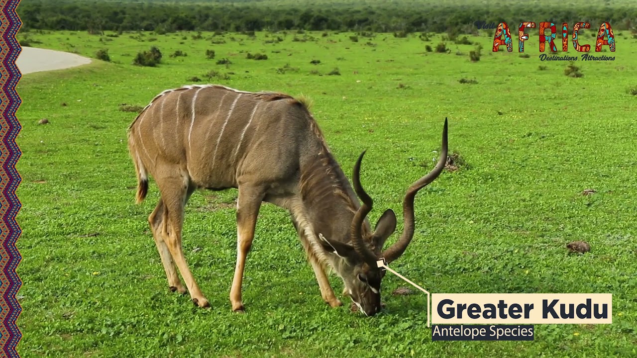 Africa's Greater Kudu | Visit Africa