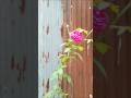 urdu nat #sahil reja al qaderi #nature #muhammadﷺ #fyp #trendingshorts #vlog #officalvideo