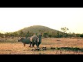 A rhino with her son  two rhinos stock footage  premium footage  4k