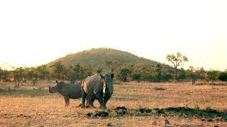 A rhino with her son - two rhinos stock footage | Premium Video Footage | 4K