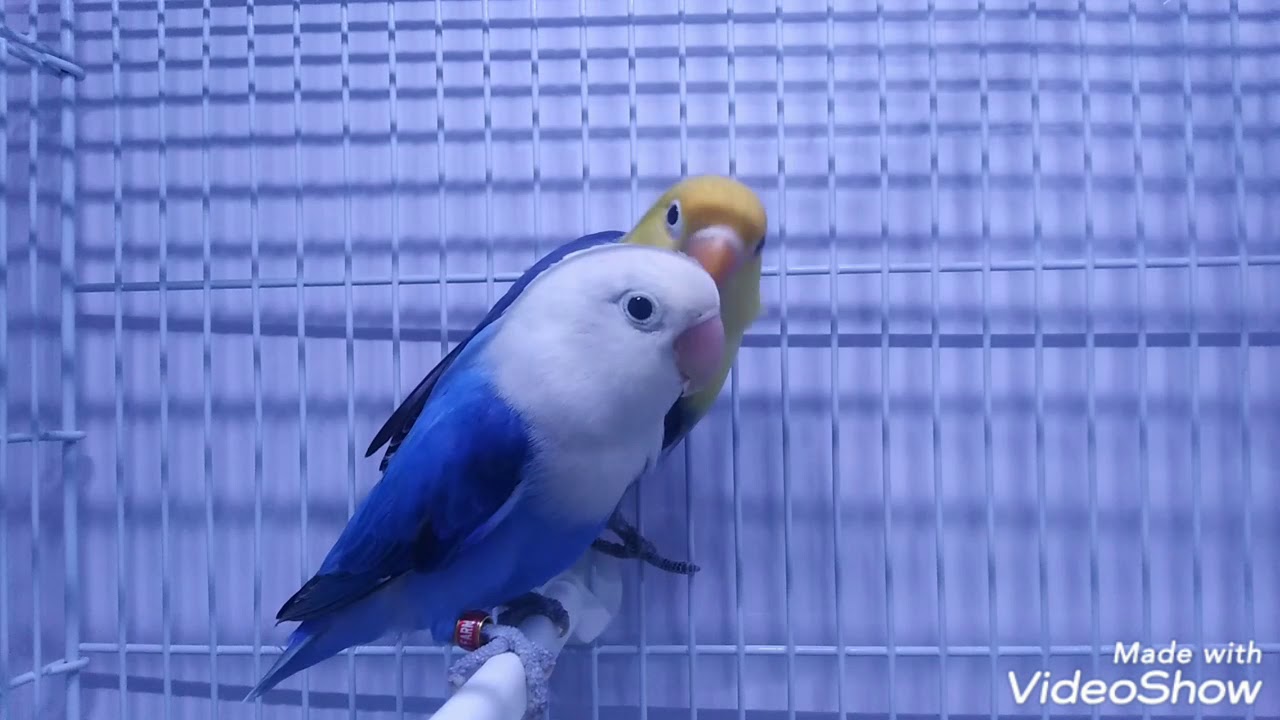 Opaline Blue Male and Opaline Turqouise Violet Female 