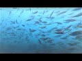 【水中映像】アジュール舞子 すごい魚 アオリイカにメジロも!