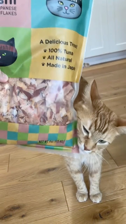 JAPANESE CAT SUSHI 🤯
