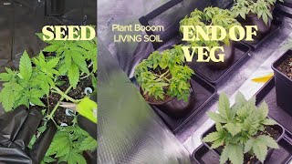 Plant Booom III bis zum ende der Vegi Living Soil Topping und Lollipopping