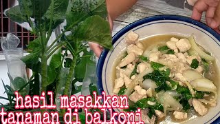 PETIK SAYUR DEPAN BALKONI LANGSUNG MASAK | AYAM DAN SAYUR BUNGA KOBIS MASAK SOS TIRAM