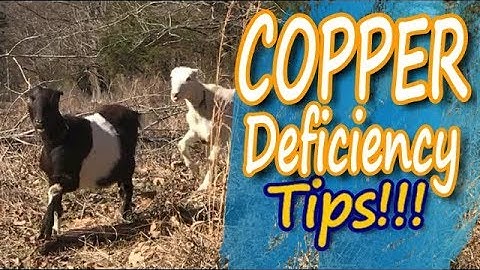 Copper Deficiency in Goats: How to Identify and Treat It