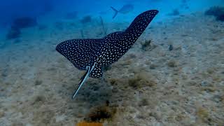 BEST OF  EAGLE & STING RAYS  ST. CROIX SNORKELING